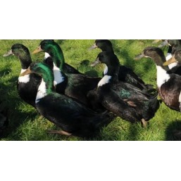 Canard / cane de Duclair